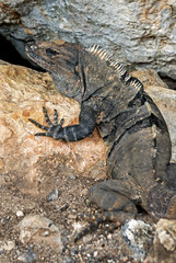 Black Spiny Tailed Iguana (Ctenosaura similis) suns on a rock to keep warm.