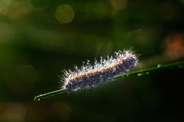 Caterpillar sitting on plant leaf