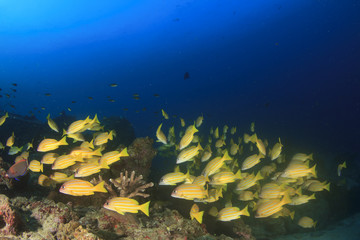 Obraz na płótnie Canvas Underwater coral reef with fish in ocean