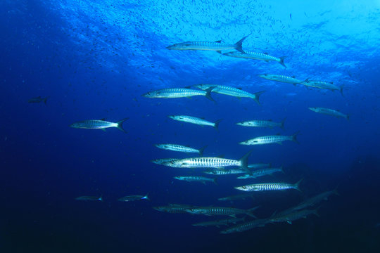 Barracuda fish underwater in blue ocean
