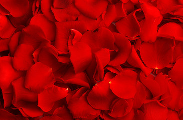 Naklejka premium Rose petals, closeup