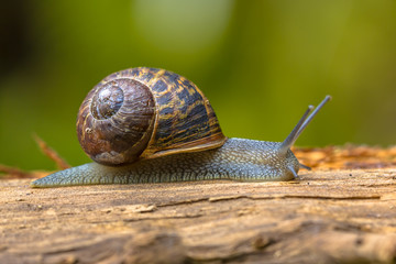 European brown garden snail