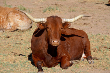 The Texas Longhorn is a breed of cattle known for its characteristic horns, which can extend to 7...