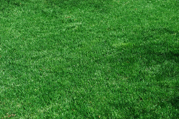 green lawn and real green grass background