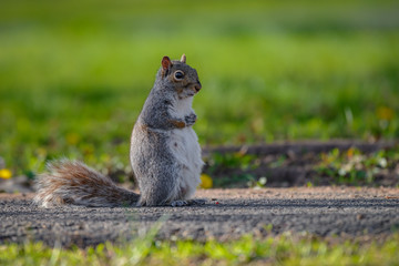 Naklejka na ściany i meble A gray squirrel stands on a lawn attentive to its surroundings.