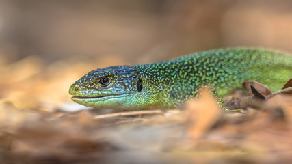 Head of Eastern European Green Lizard