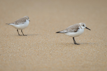 Two little stints (Calidris minuta) at the seaside