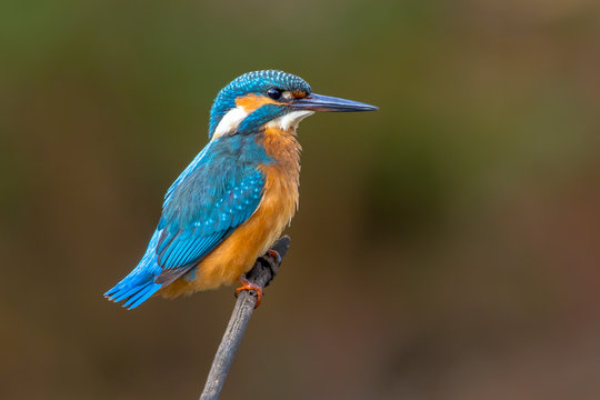 Common European Kingfisher wet