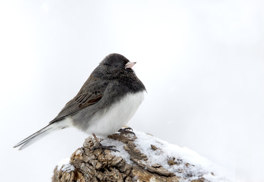 Slate Colored Northern Junco (Junco hyemalis) perched on a snowy stump.