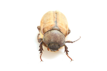 Cockchafer, May bug on white