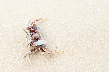 Dead crab.