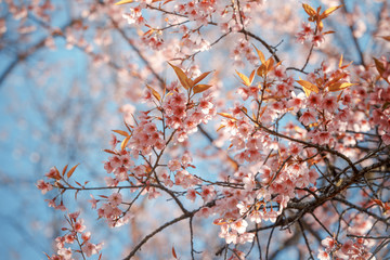 Wild Himalayan Cherry spring blossom