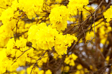 Yellow tabebuia flower blossom on white background