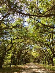 Canopy of live oak trees in Savannah, GA