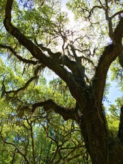 Fototapeta na wymiar Canopy of live oak trees in Savannah, GA
