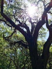 Canopy of live oak trees in Savannah, GA