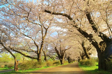 春の展勝地　桜並木