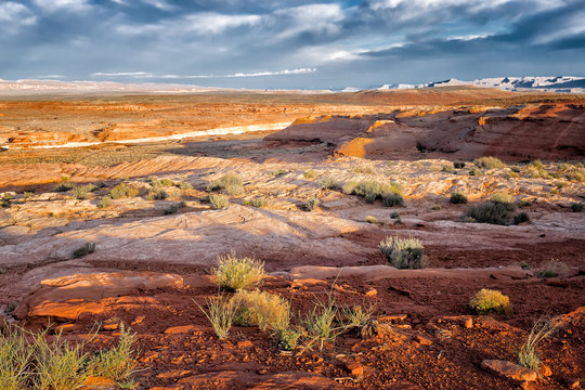 Desert landscape at dawn. Location: Arizona, USA