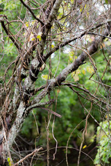 vines on wild tree fall