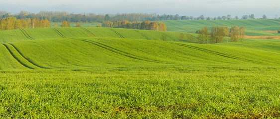 pole młodego,zielonego zboża   © Mike Mareen