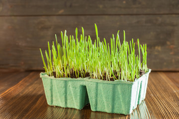 green grass in a peat pot, selective focus