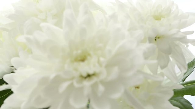 Beautiful bouquet white chrysanthemums on white background. Video is blurred and out of focus.