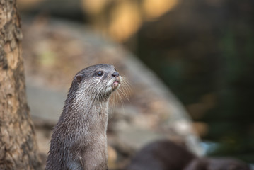 Asian small-clawed otter