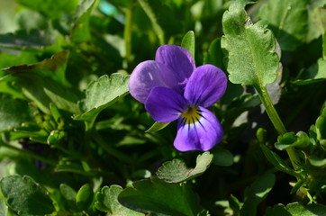 Viola