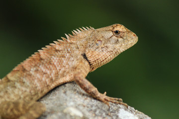 Lizard in the garden
