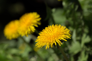 Yellow dandelion on a green background