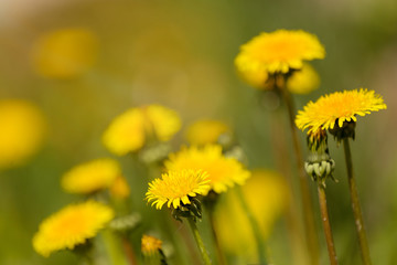Yellow dandelion on a green background