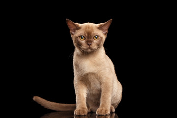 Little Burmese kitten with beige fur Sitting on Isolated black
