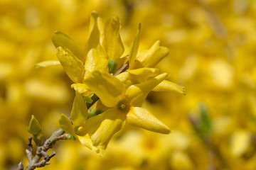 Yellow blossoms of forsythia