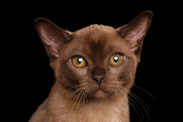 Closeup Portrait of Burmese kitten Curious Looking in Camera Isolated