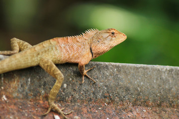 Lizard in the garden