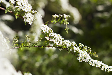 Beautiful white flowering shrub Spirea aguta (Brides wreath).