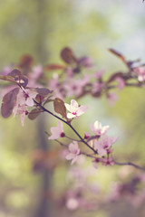Cherry blossoms on a branch in the sunshine. Tonning photo