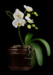 Naklejka na ściany i meble Beautiful orchid branch in flower pot on black background.