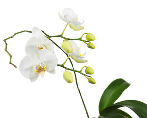 Obraz premium Beautiful orchid branch isolated on white background.