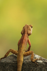 Lizard in the garden