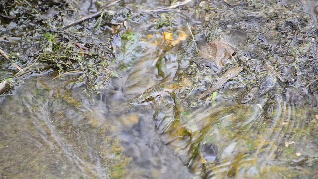 Water flows in shallow water