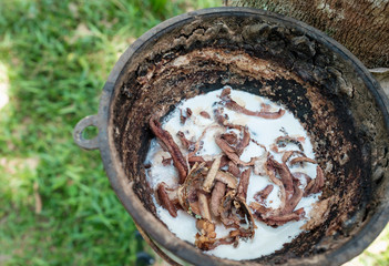 natural raw materials rubber lump in cup