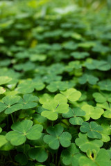 clover plants