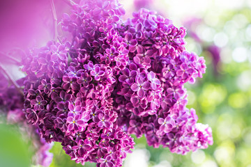 Green branch with spring lilac flowers