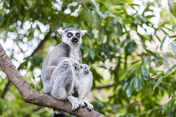 The ring-tailed lemur (catta)