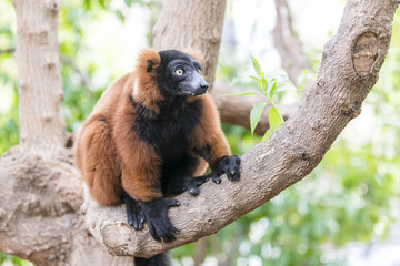 Red ruffed lemur. Madagascar. (Varecia rubra)