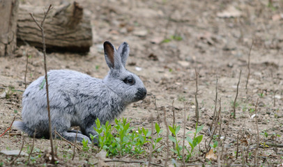 small grey rabbit