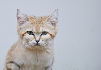 closeup sand cat portrait with grey blue
background
