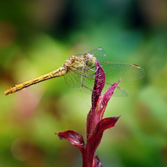 Large dragonfly