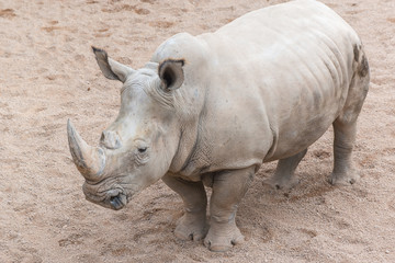 African  rhino